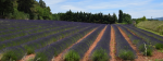 Provence .JPG