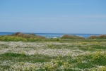 Le phare de Chassiron (6).jpg