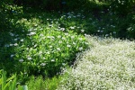 Les jardins de Valloire (11).JPG
