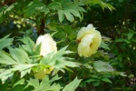 Les jardins de Valloire (14).JPG